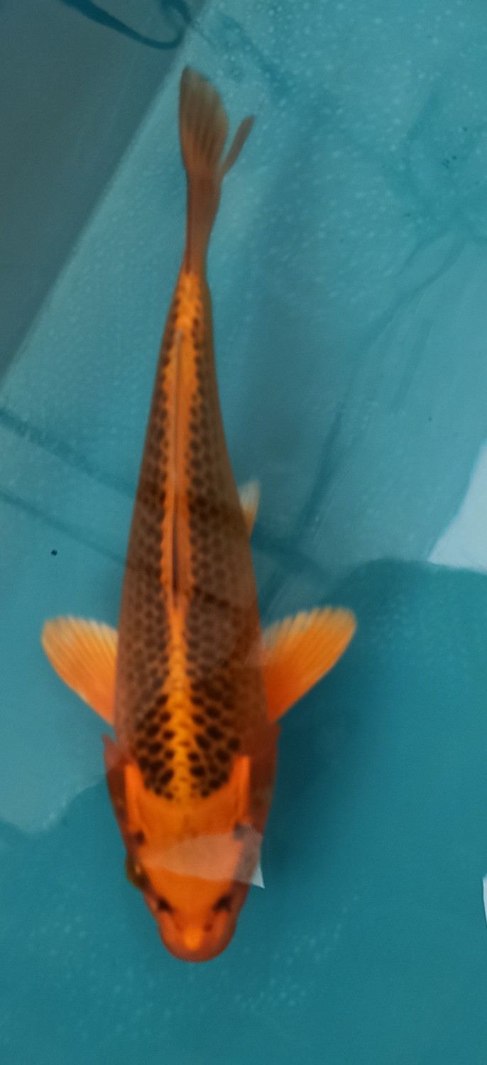 Juara 1