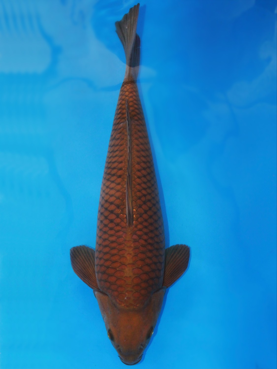 Juara 5