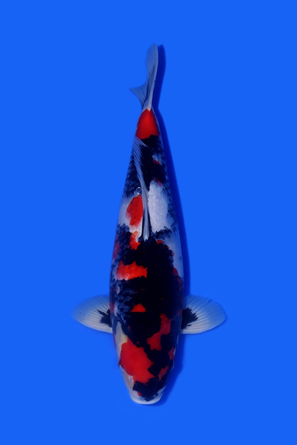 Juara 1
