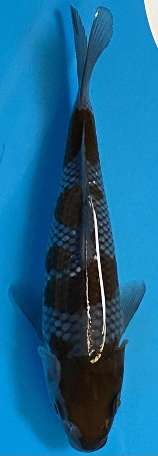 Juara 2