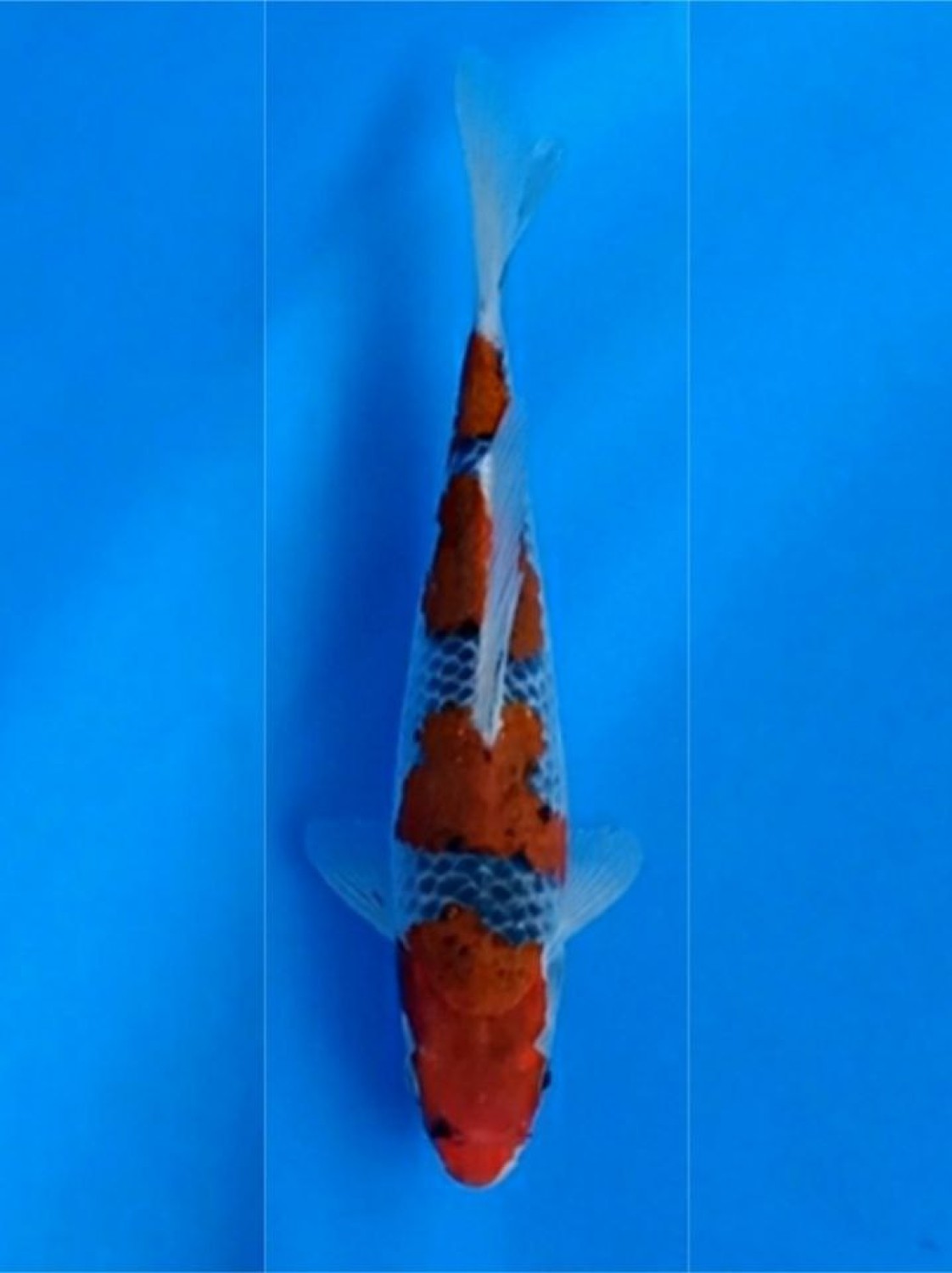 Juara 5
