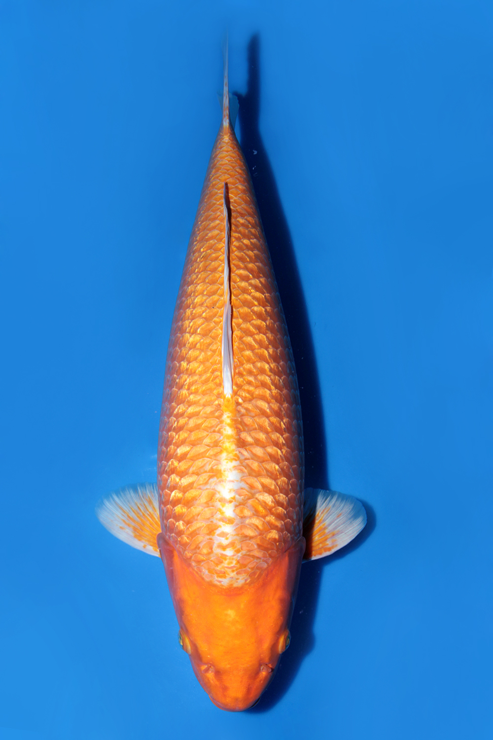 Juara 4