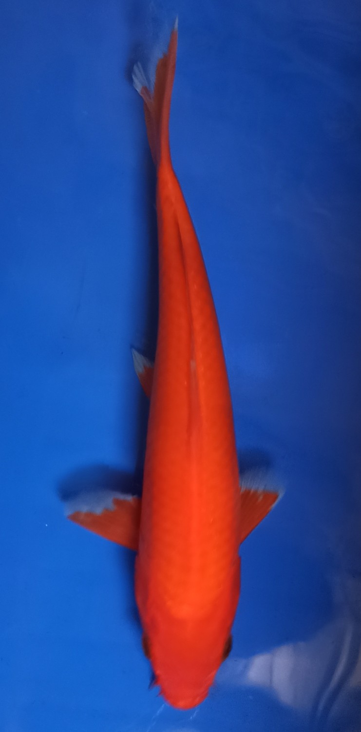 Juara 5