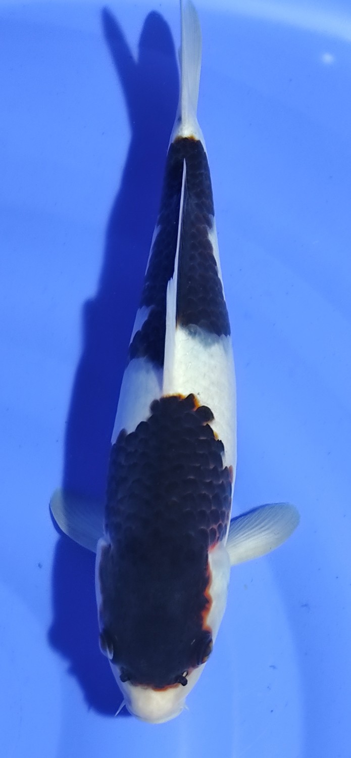 Juara 2