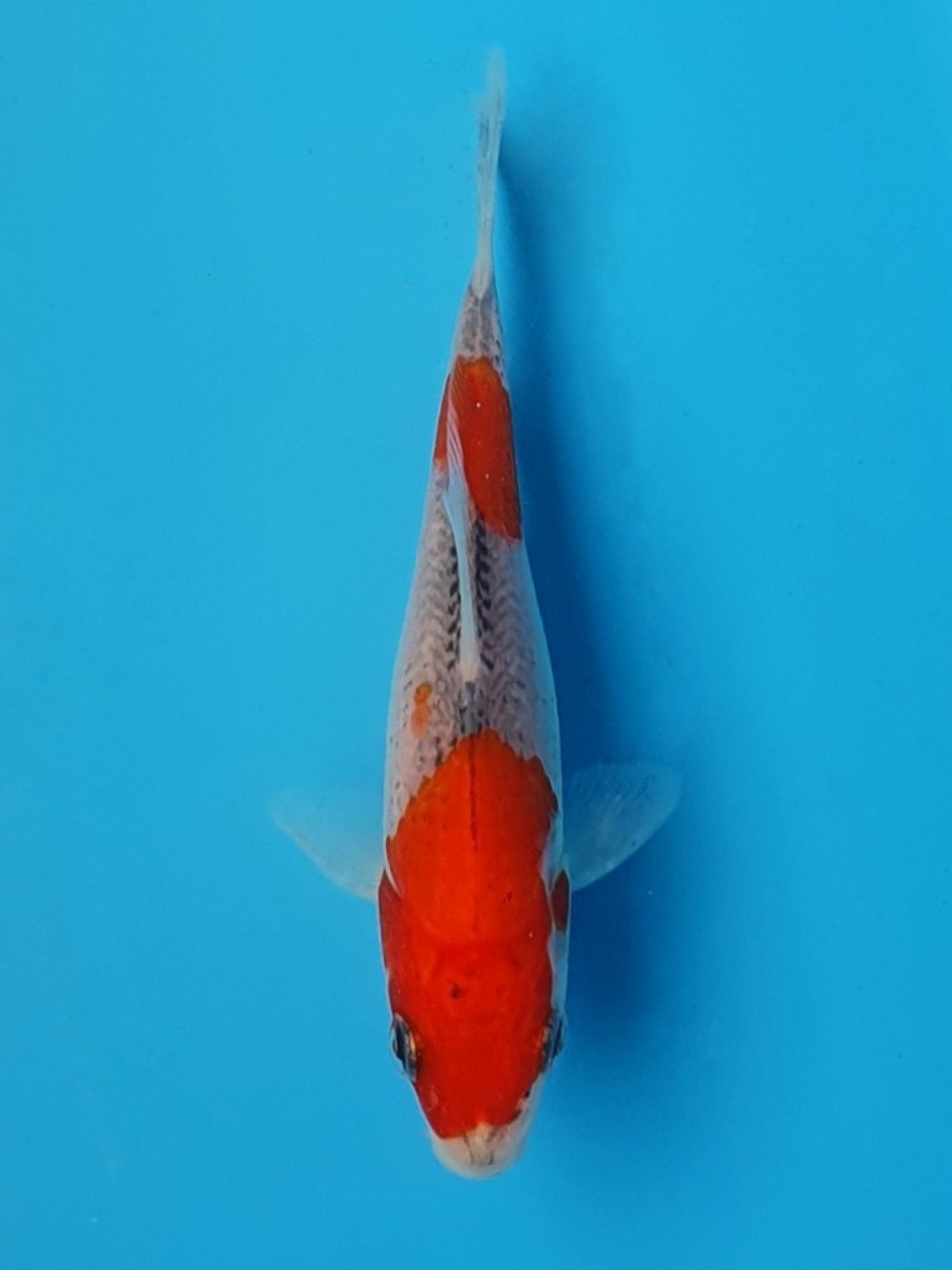 Juara 1