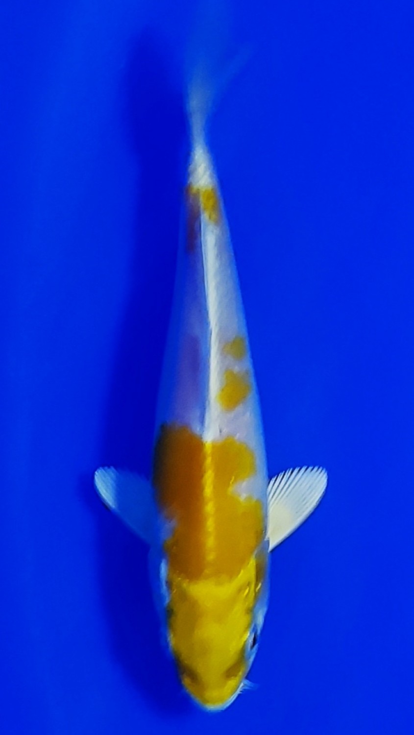 Juara 2