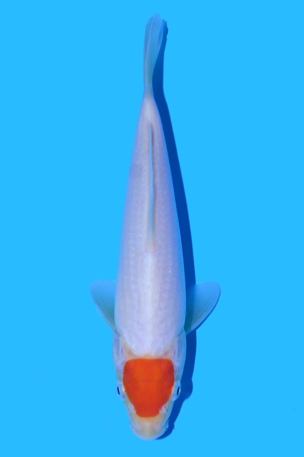Juara 5