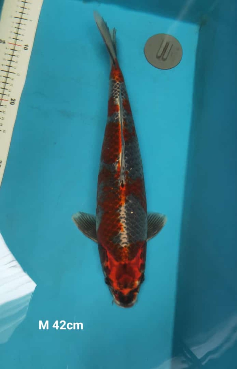 Juara 2