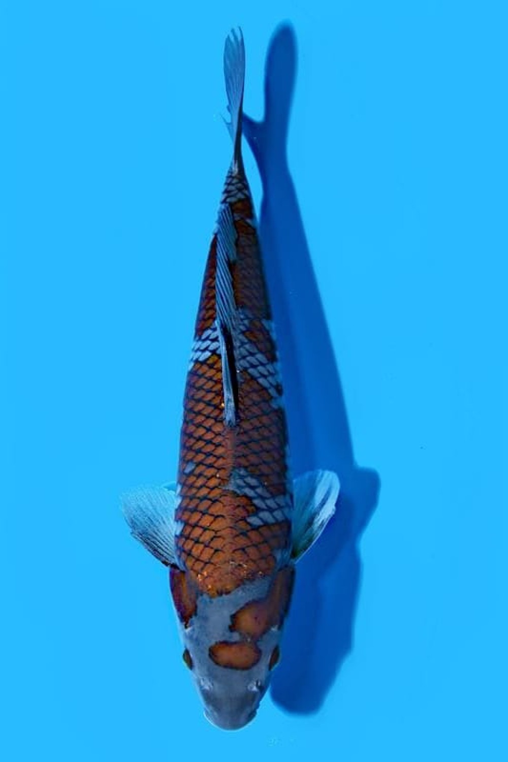 Juara 4