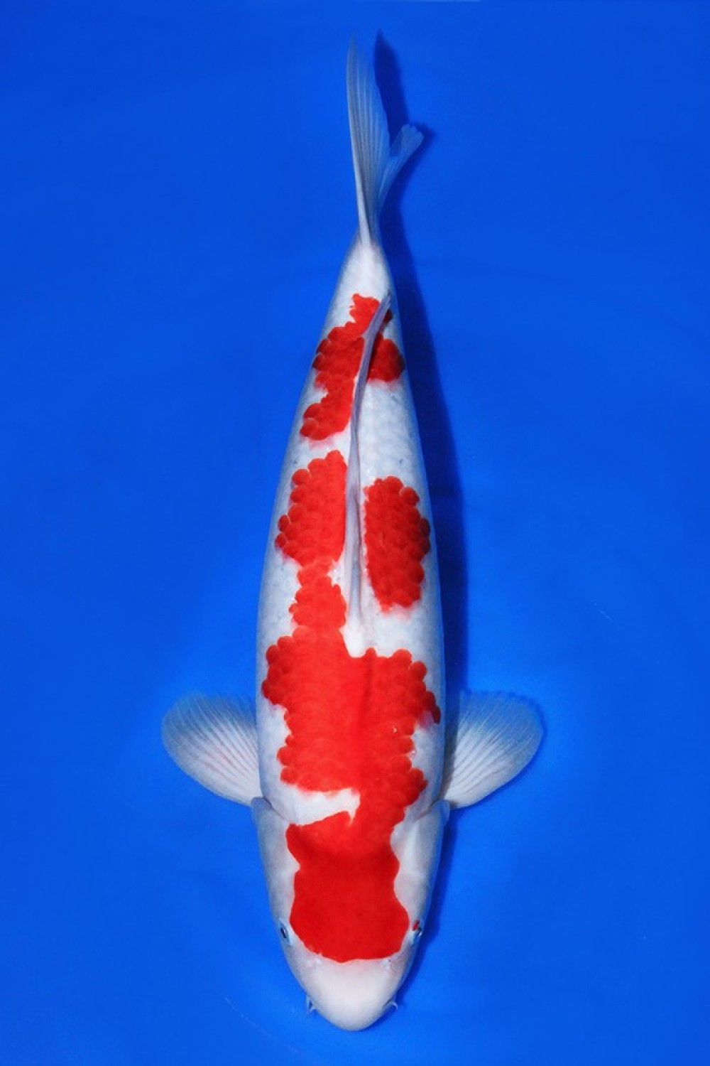 Juara 1