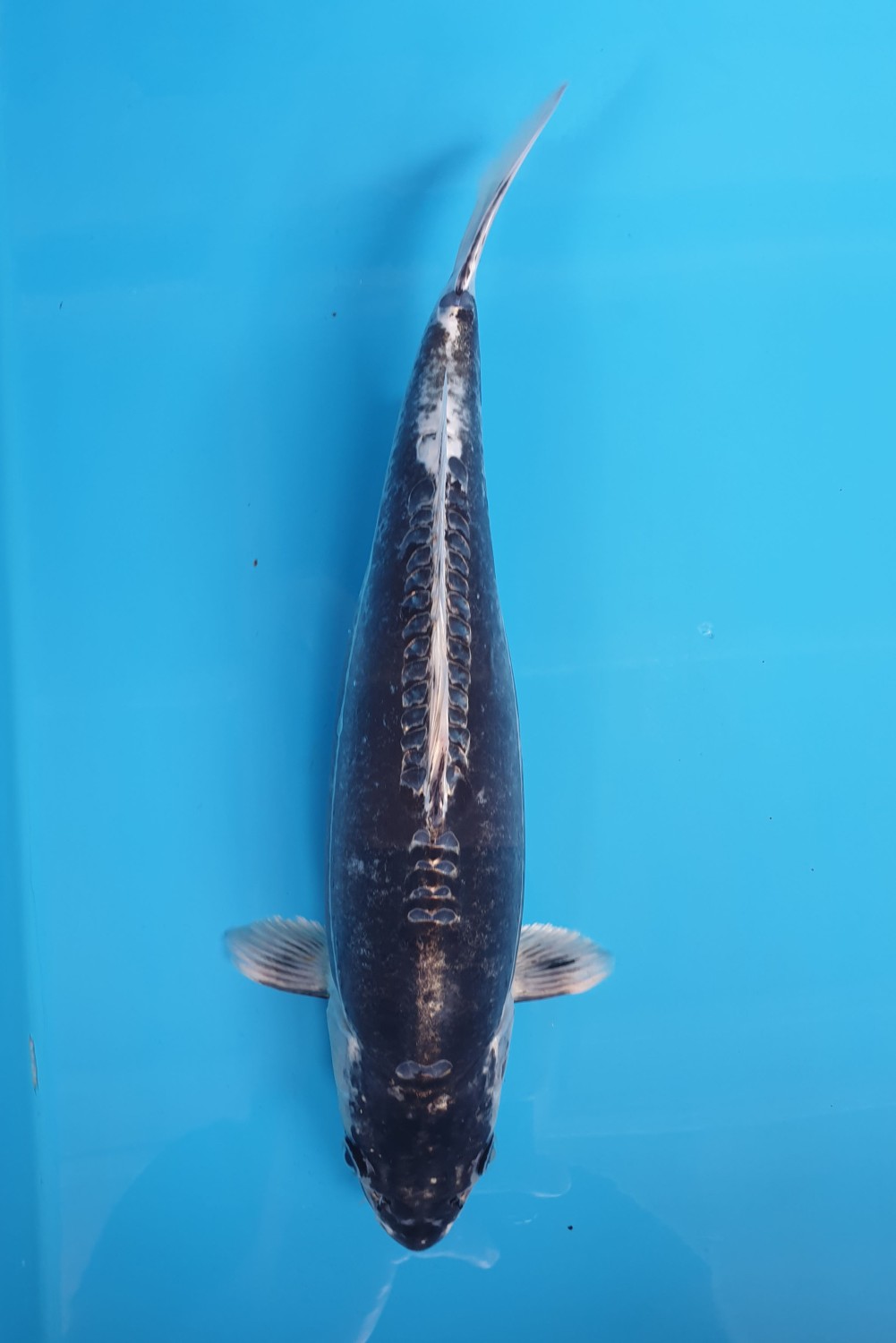 Juara 5