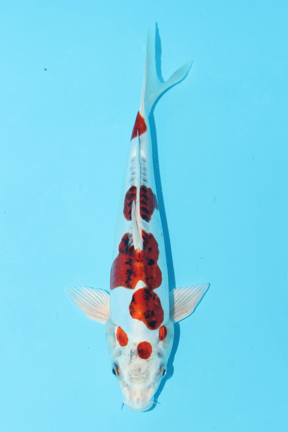 Juara 2