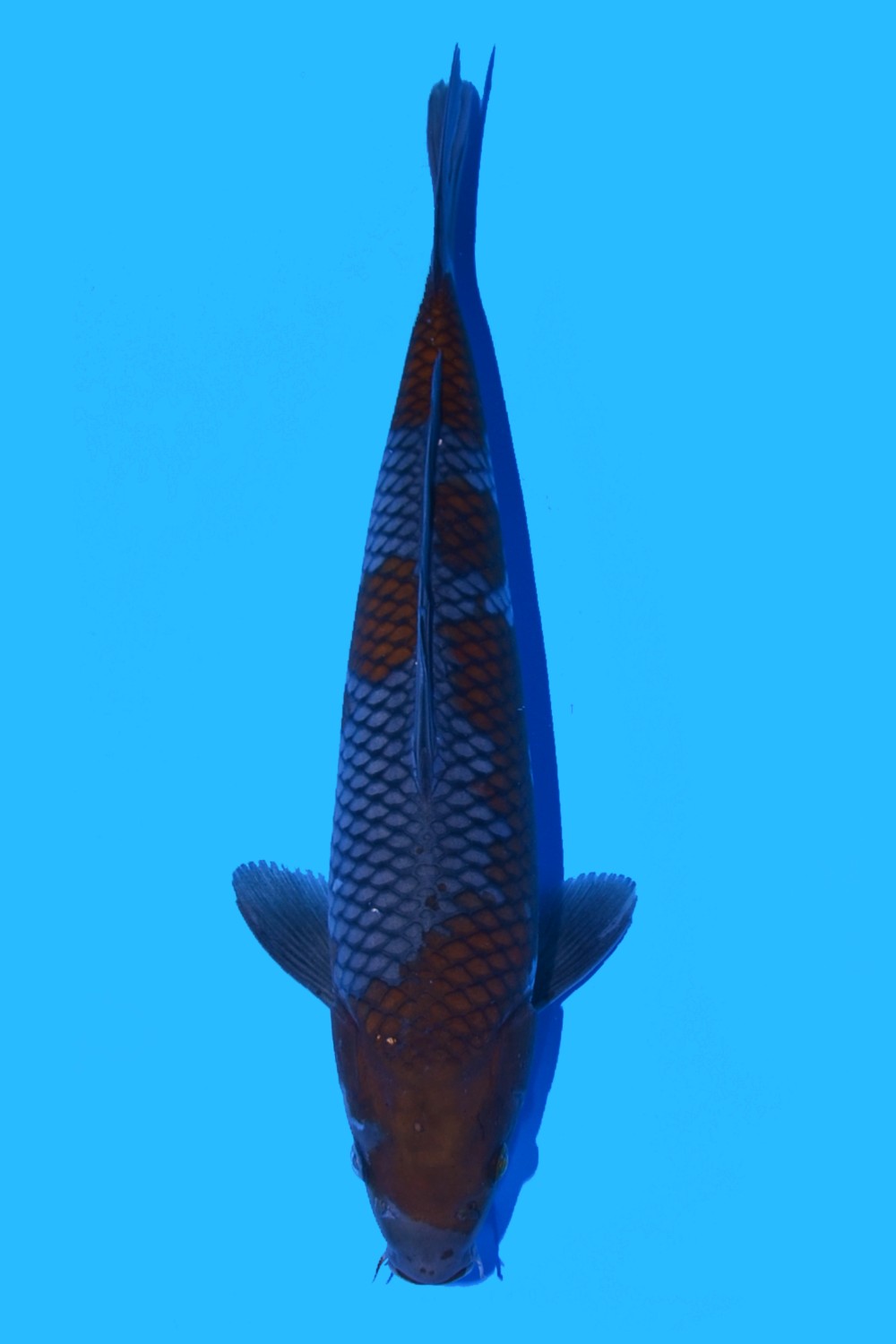 Juara 2