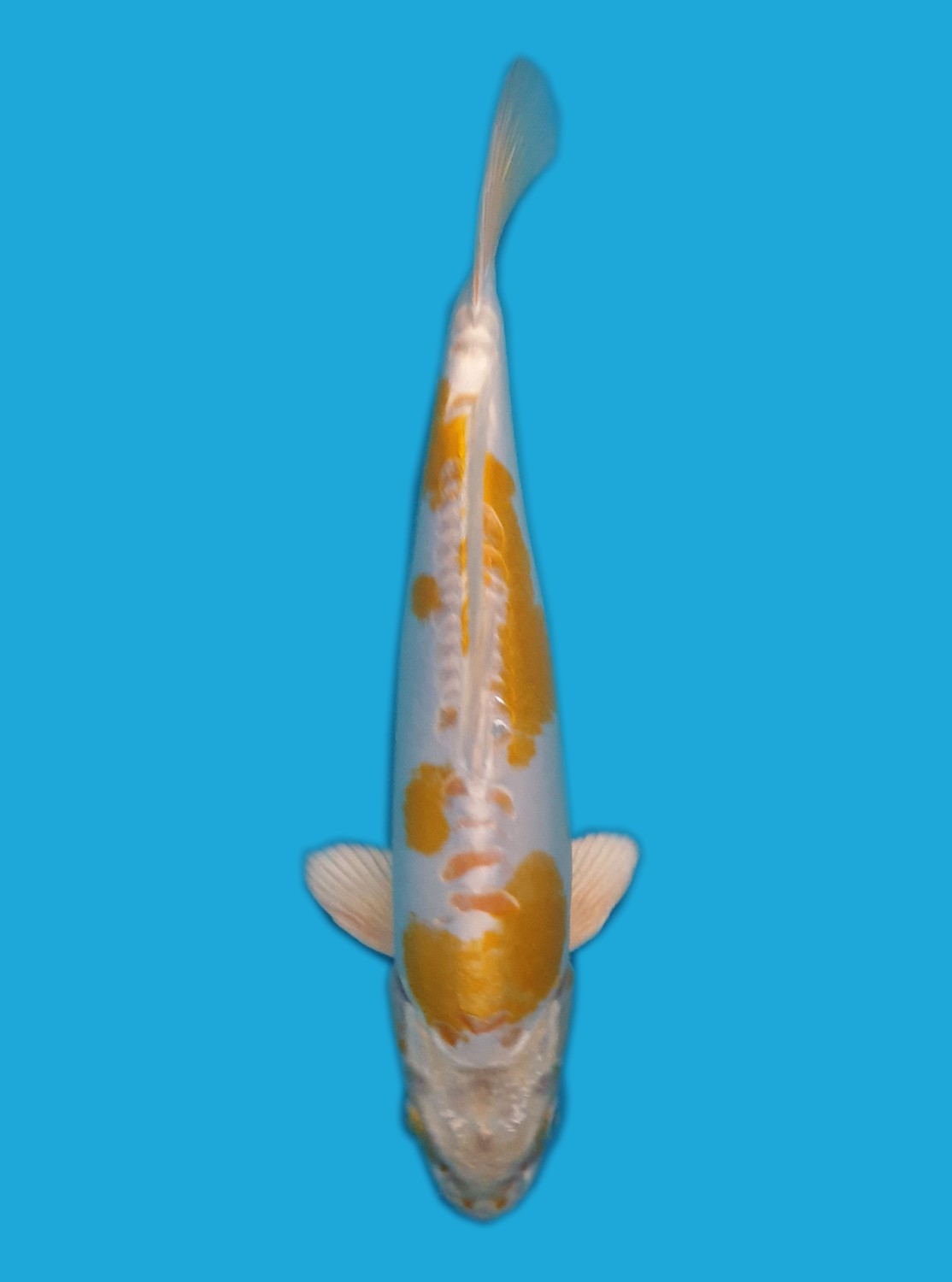 Juara 5