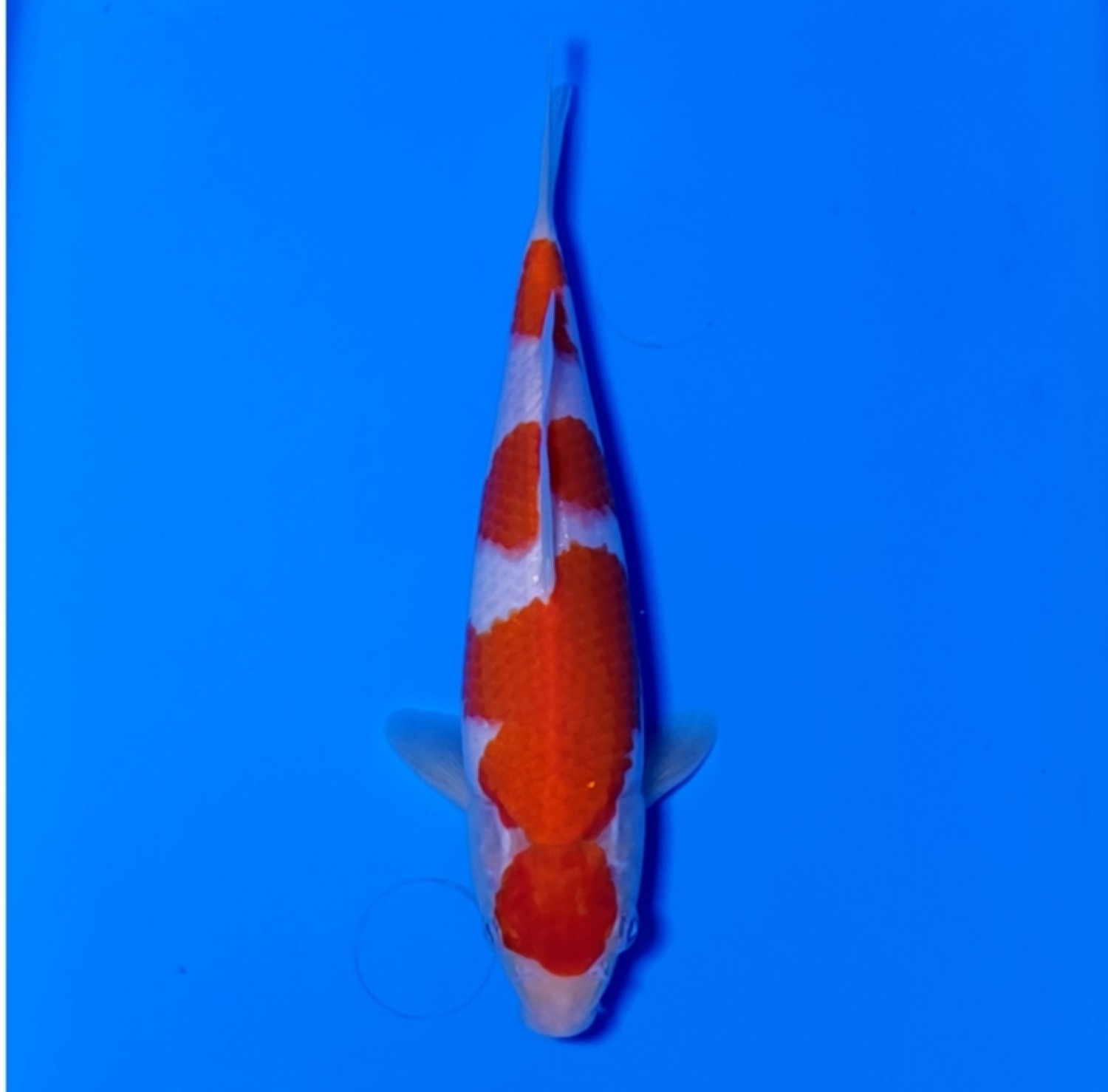 Best In Size A 21 - 25 cm