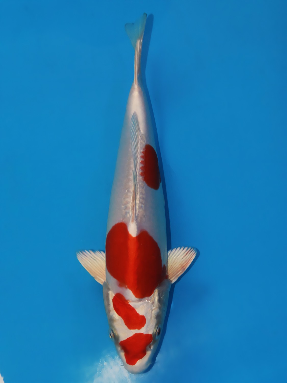 Juara 1