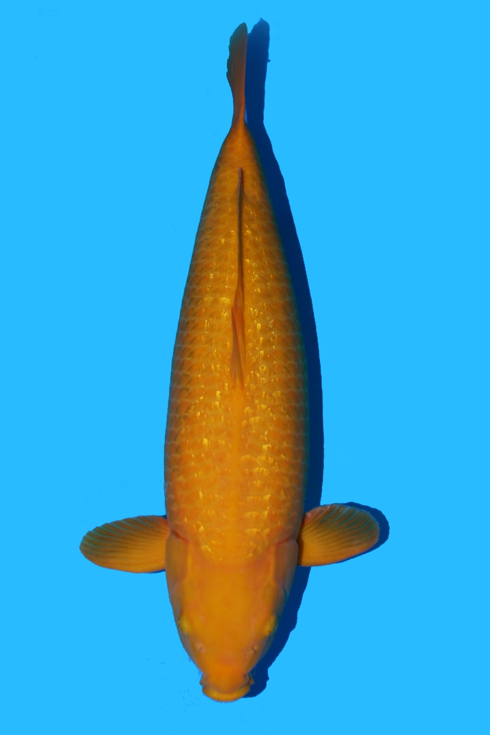 Juara 2