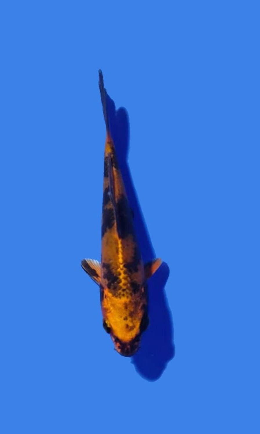 Juara 1