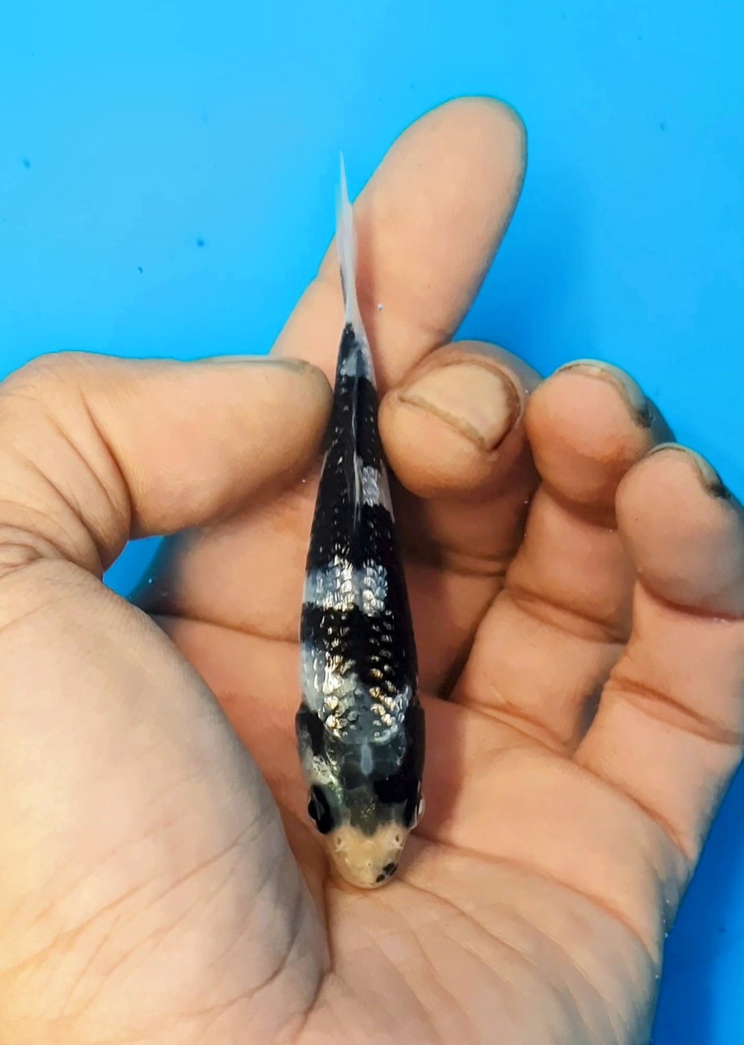 Best In Size C Up 10 cm