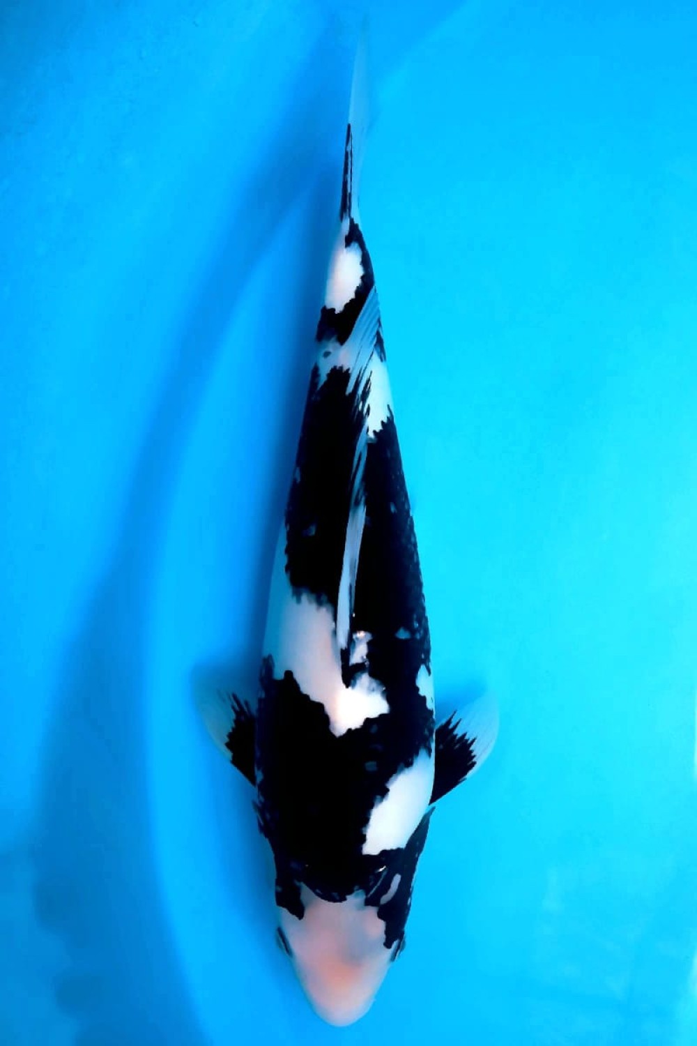 Juara 1