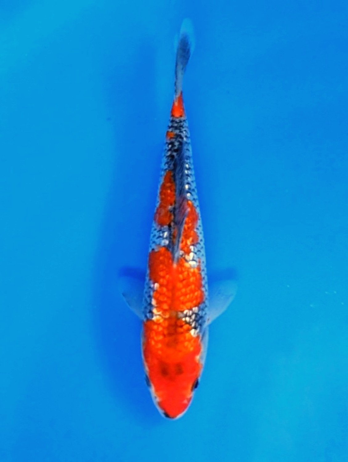 Juara 5