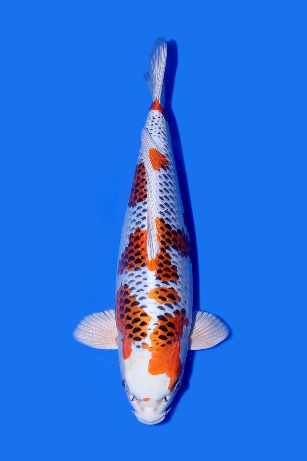Juara 1