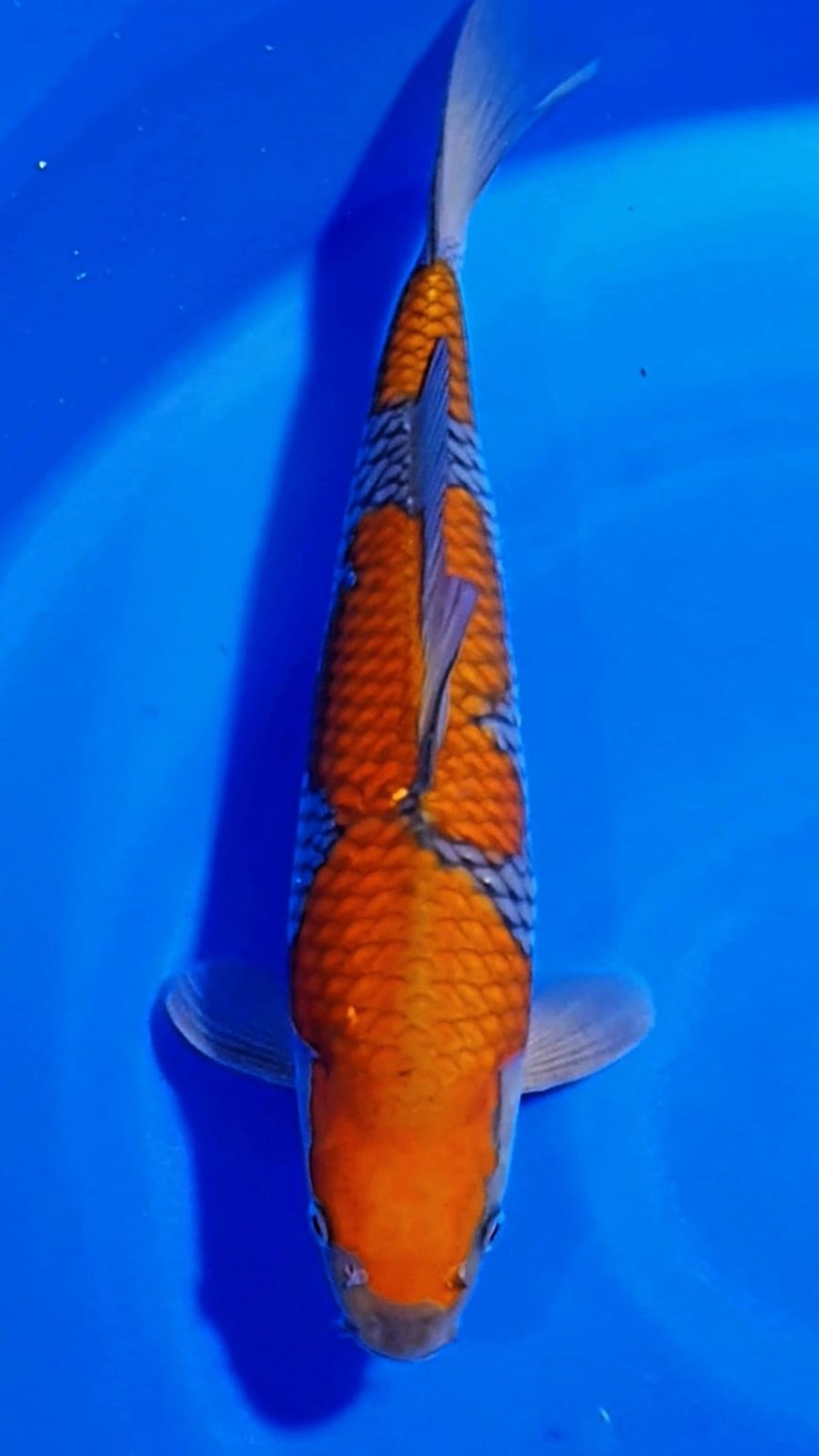 Juara 2