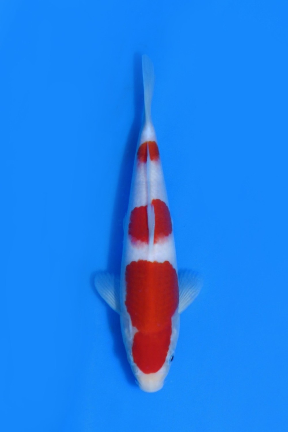 Juara 1