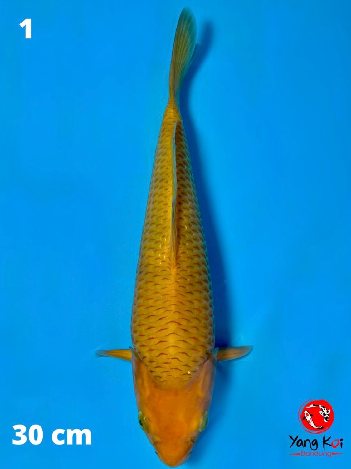 Best In Size E 26 - 30 cm
