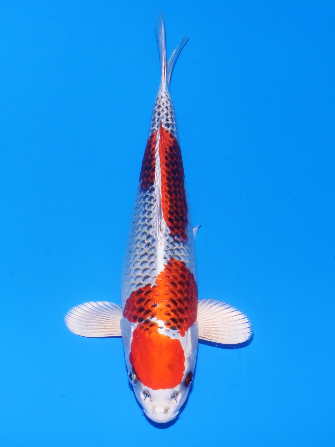 Juara 1