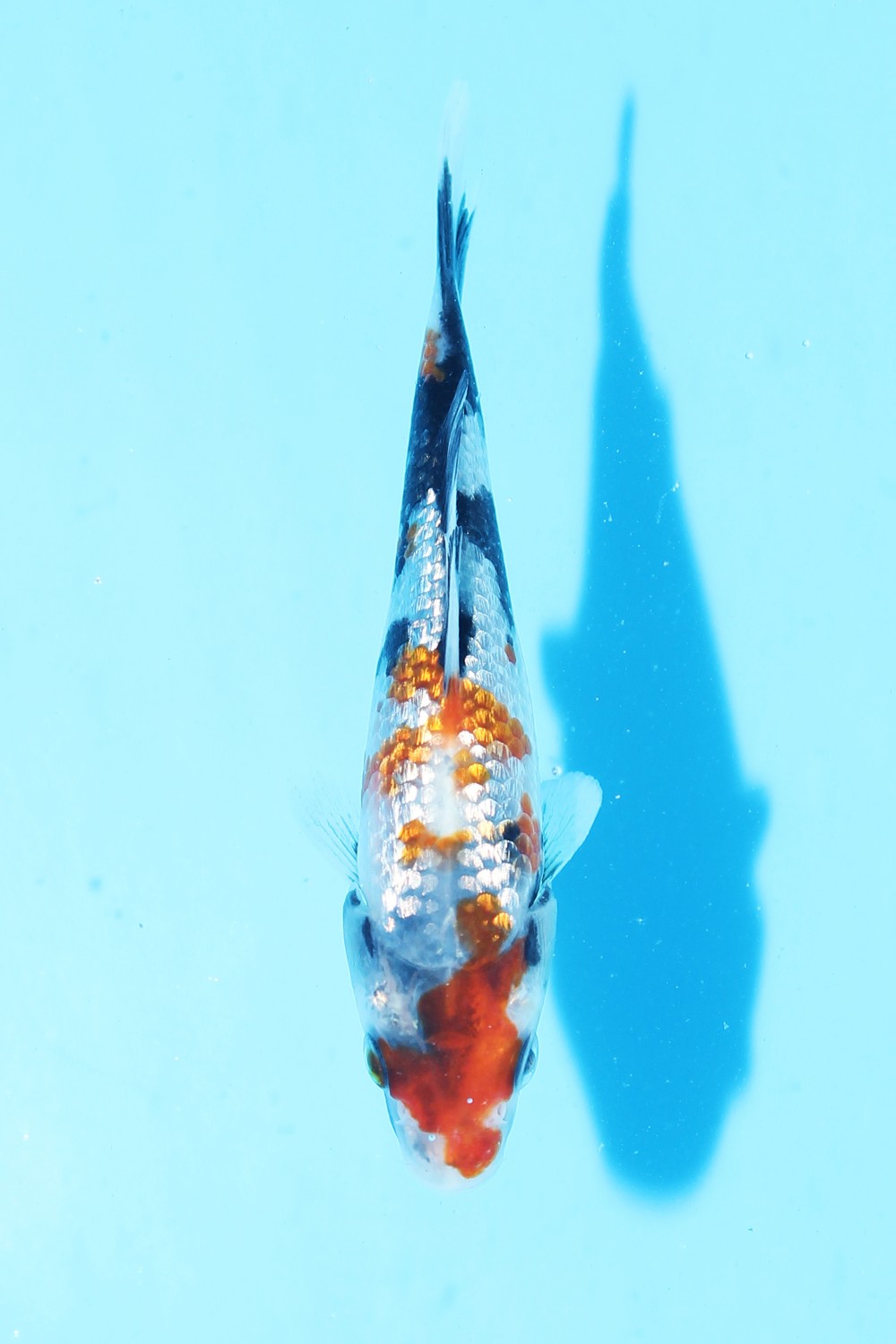Best In Size B Up 10 cm