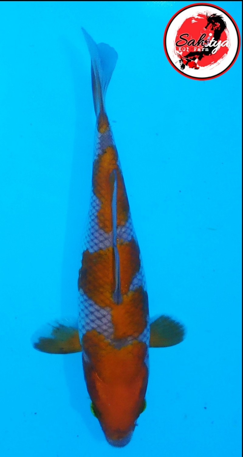 Juara 5