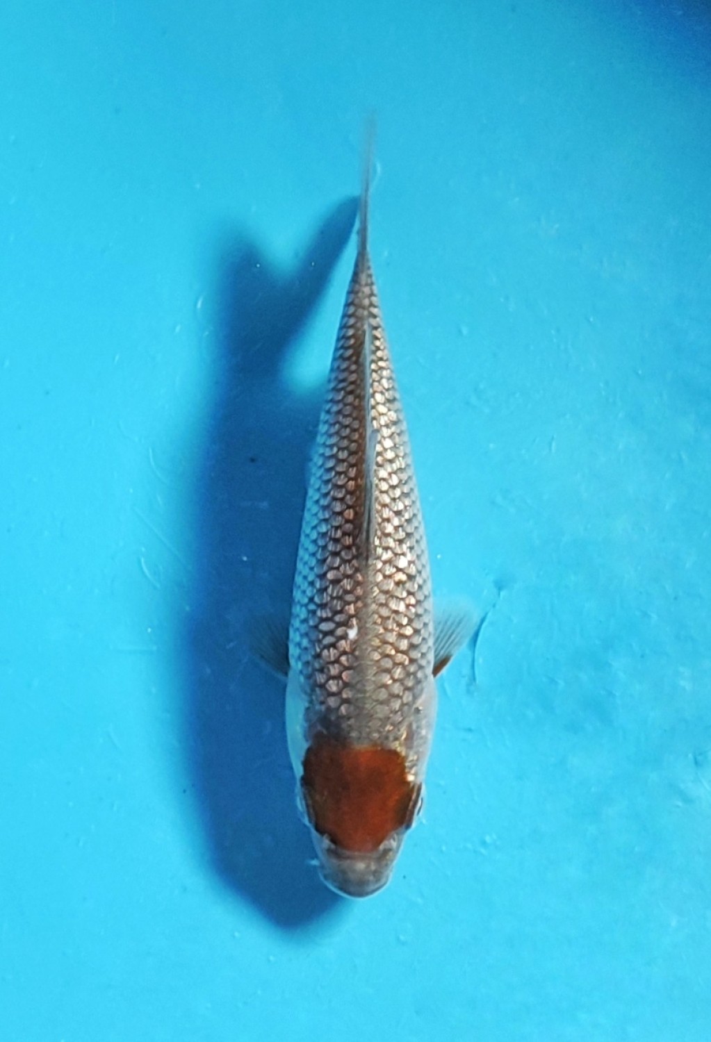 Juara 1