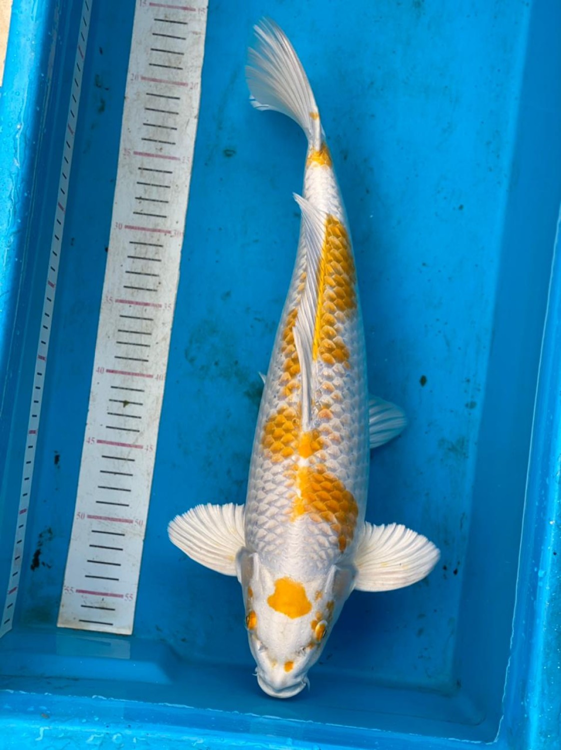 Juara 2