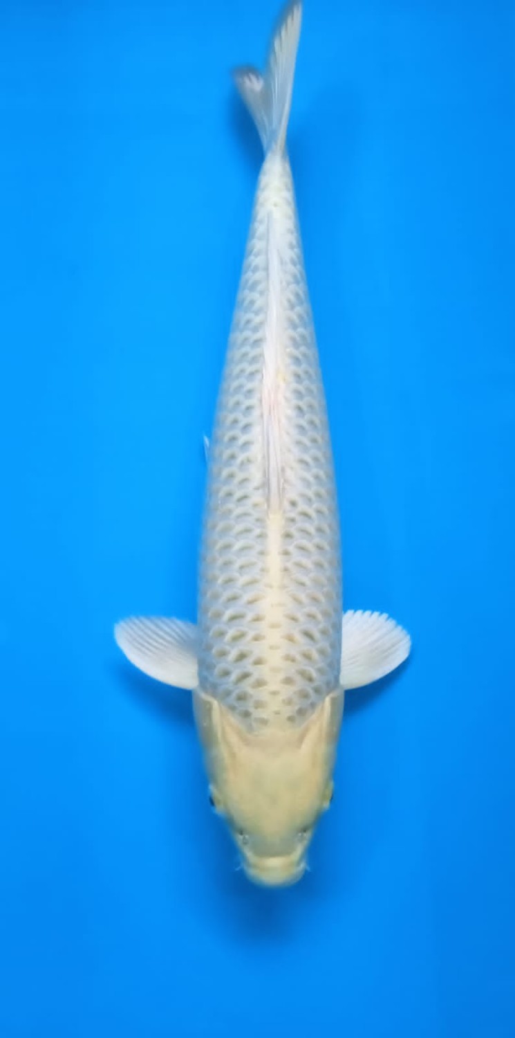 Juara 4