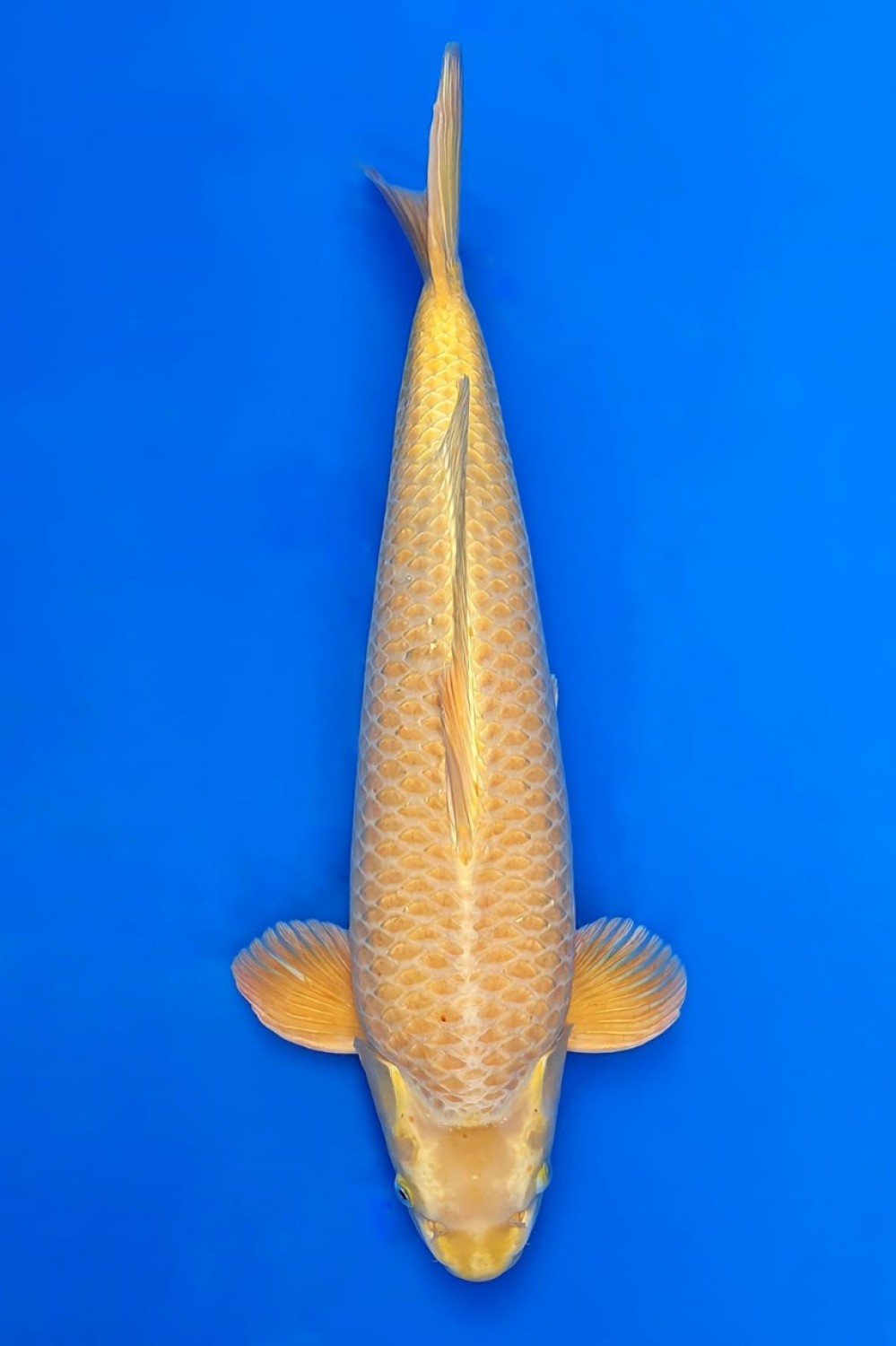 Juara 2