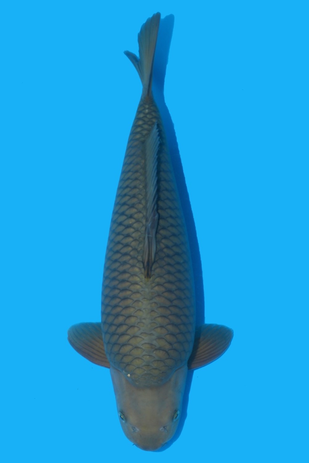Juara 1