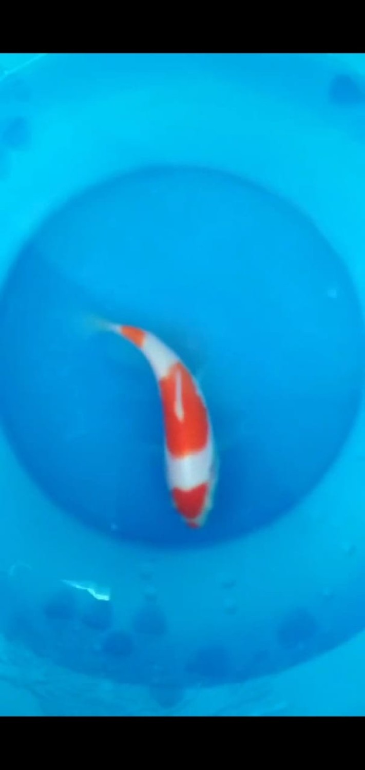 Best In Size A Up 10 cm