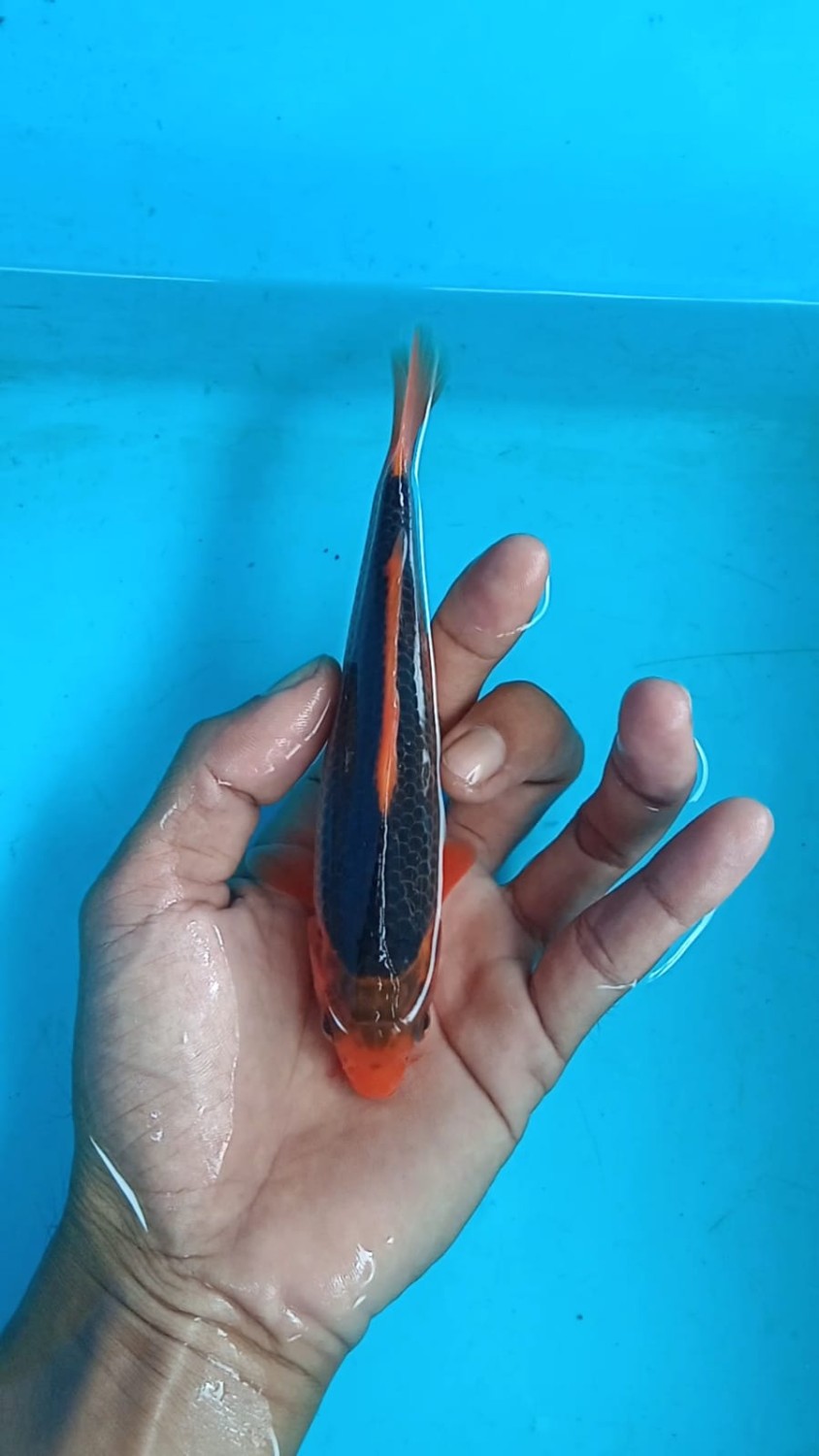 Juara 2