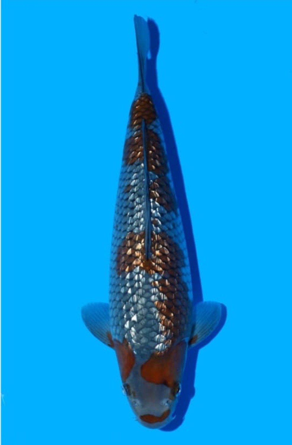 Juara 2