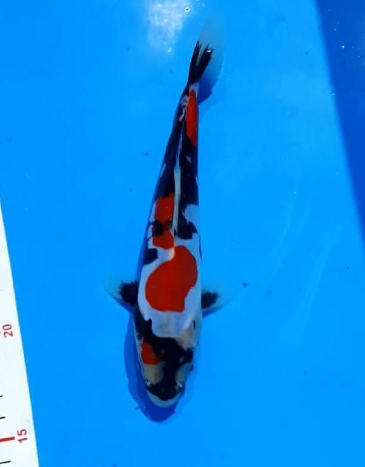 Best In Size C 16 - 20 cm