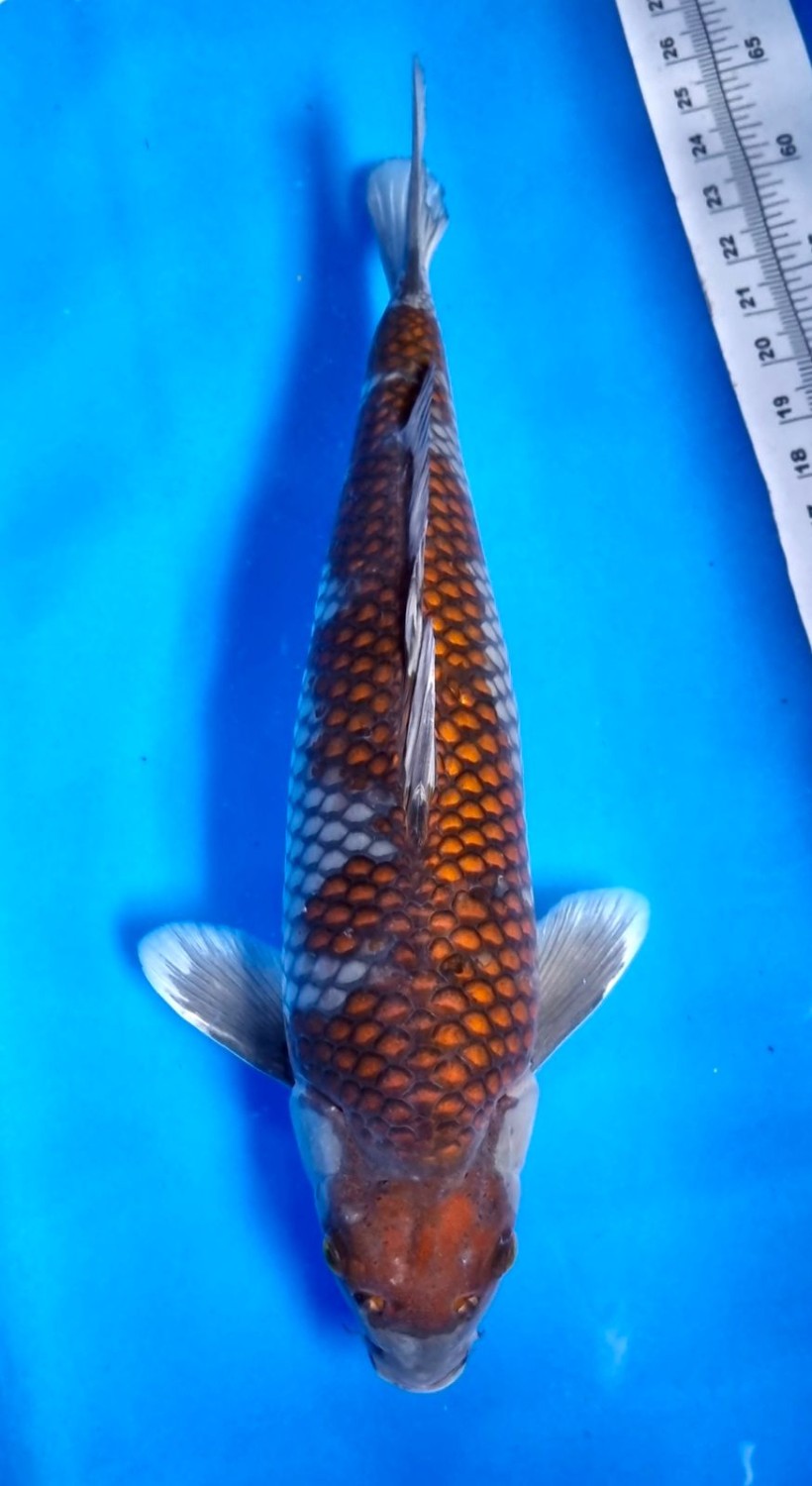 Juara 2