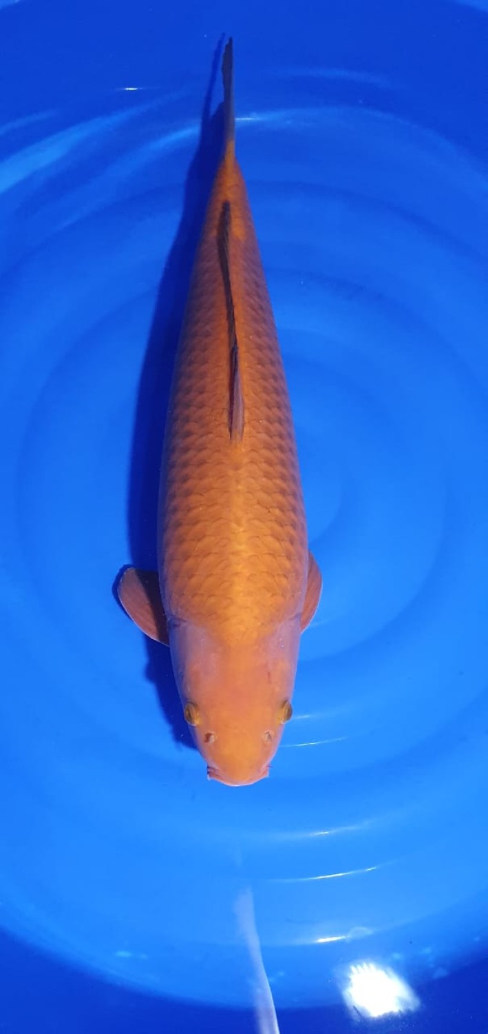 Juara 1