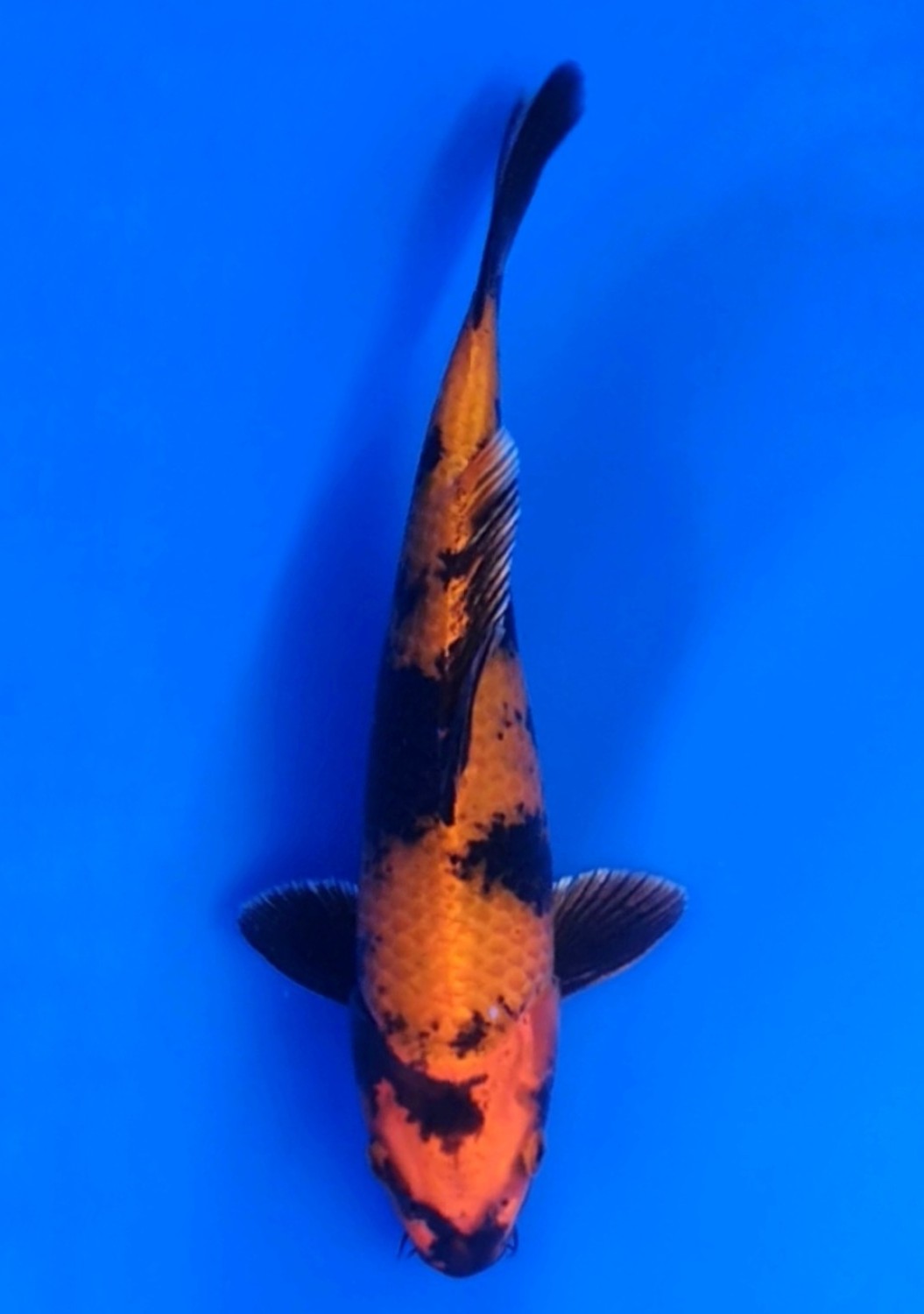 Juara 2