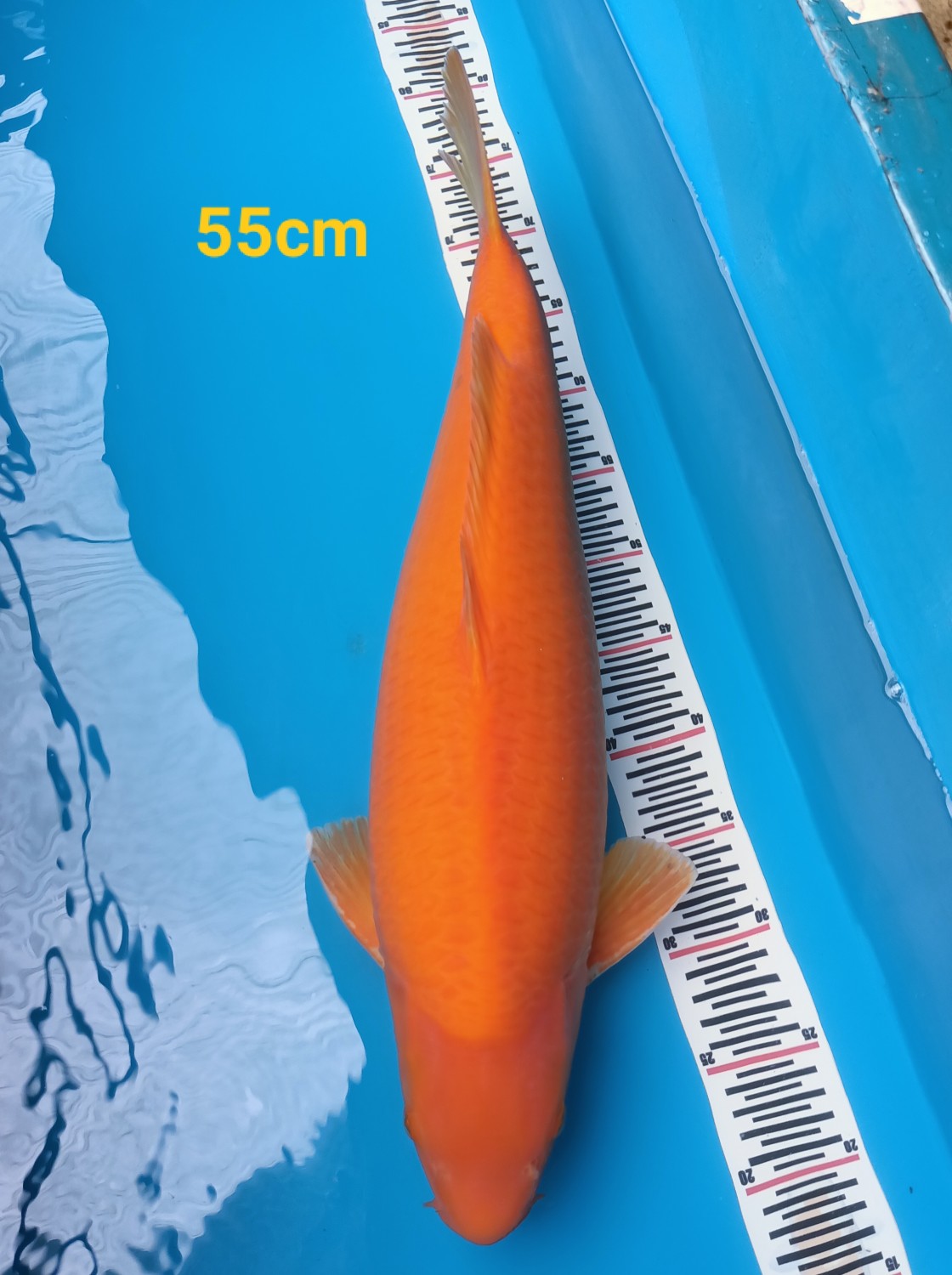 Best In Size E 51 - 55 cm