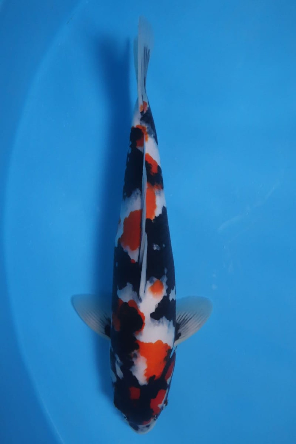 Juara 2