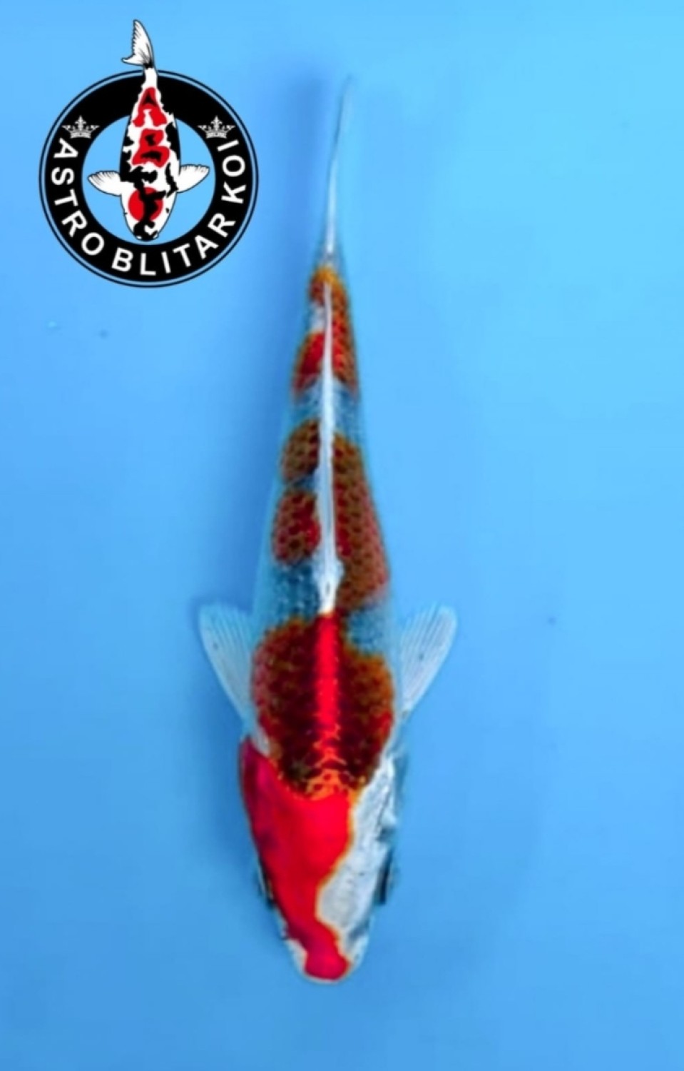 Juara 1