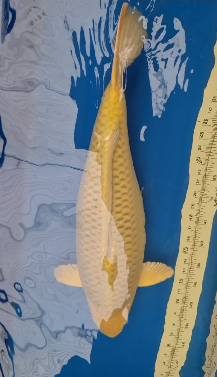 Best In Size E 61 - 65 cm