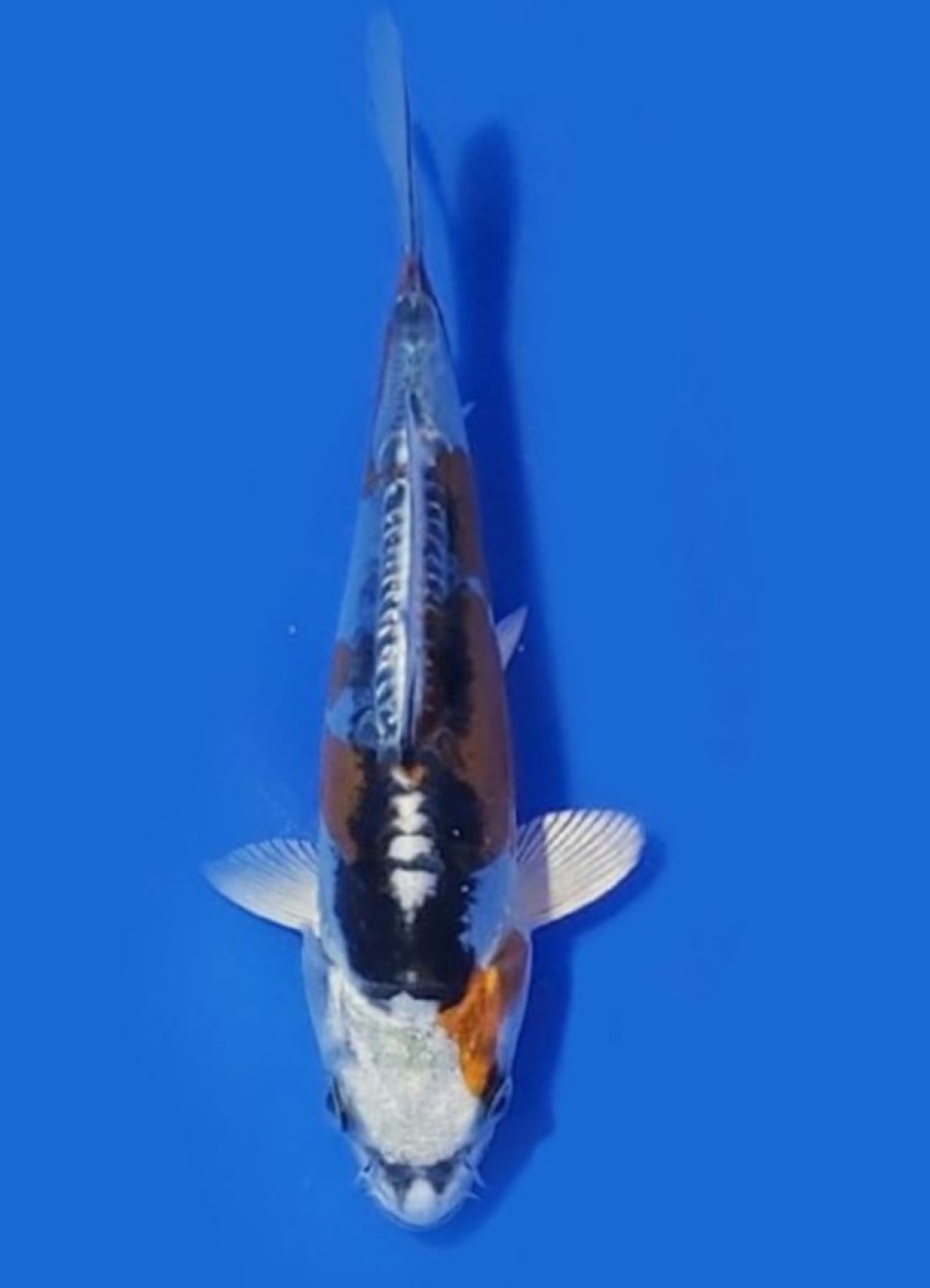 Juara 1