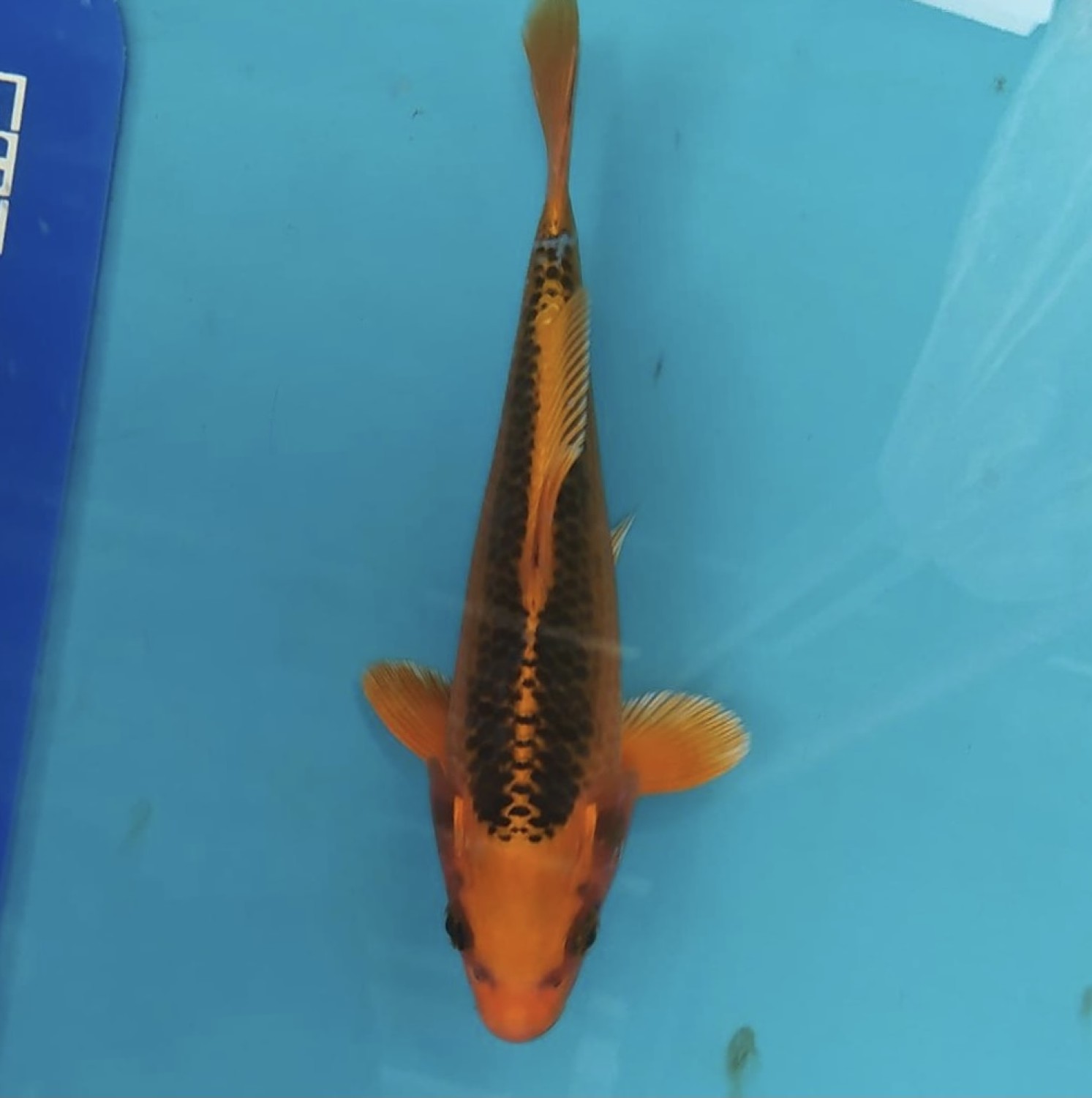 Best In Size E 16 - 20 cm